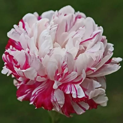 Paeonia lactiflora 'Candy Stripe' – Illatos bazsarózsa