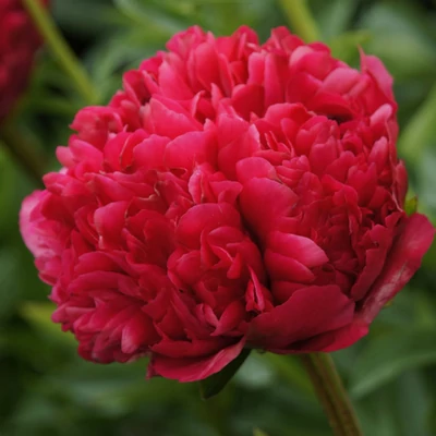 Paeonia hybrid 'Command Performance' – Hibrid bazsarózsa