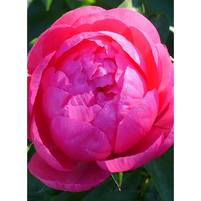 Paeonia 'Cytherea' – Bazsarózsa