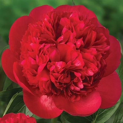 Paeonia 'Diana Parks' – Bazsarózsa