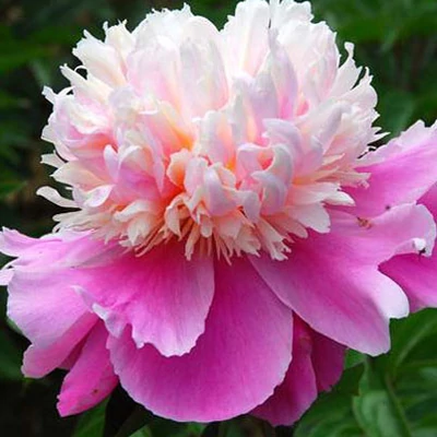 Paeonia 'Evening Dream' – Bazsarózsa