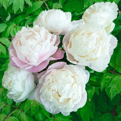 Paeonia lactiflora 'Gardenia'  – Bazsarózsa