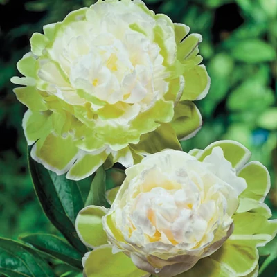 Paeonia 'Green Halo' – Bazsarózsa