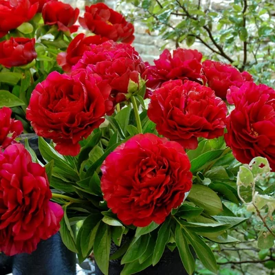 Paeonia 'Henry Bockstoce' – Bazsarózsa