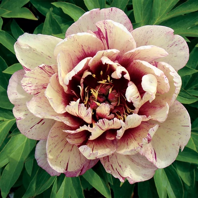 Paeonia 'Itoh All That Jazz' – Itoh bazsarózsa