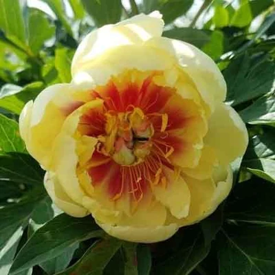 Paeonia itoh 'Border Charm' – Itoh bazsarózsa