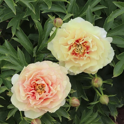 Paeonia itoh 'Canary Brilliants' – Itoh bazsarózsa