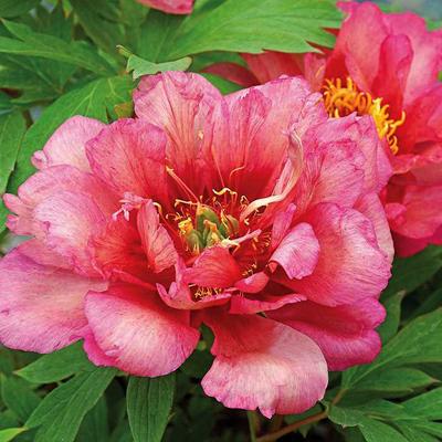 Paeonia itoh 'Hilary' – Itoh bazsarózsa