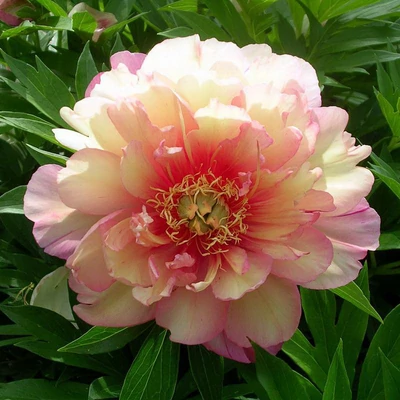 Paeonia itoh 'Julia Rose' – Itoh bazsarózsa