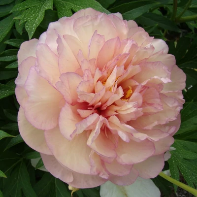 Paeonia itoh 'Scrumdidleumptious' – Itoh bazsarózsa