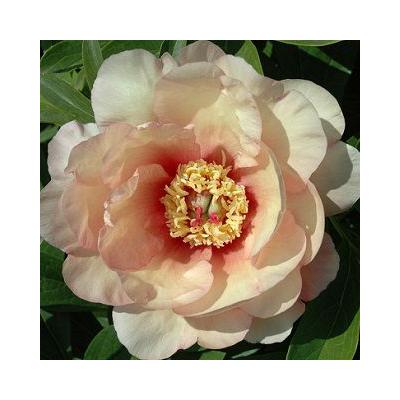 Paeonia x ITOH 'Sonoma Apricot' – Itoh bazsarózsa