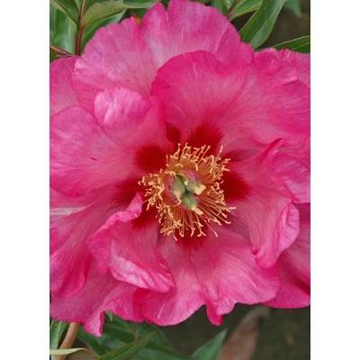 Paeonia x ITOH 'Sonoma Rosy Future' – Itoh bazsarózsa