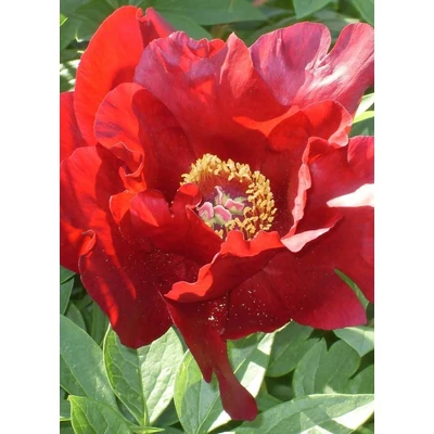 Paeonia x ITOH 'Sonoma Velvet Ruby' – Itoh bazsarózsa