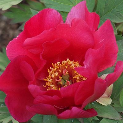 Paeonia x ITOH 'Watermelon Wine' – Itoh bazsarózsa