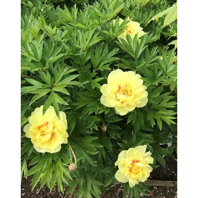 Paeonia x ITOH 'Yellow Waterlily' – Itoh bazsarózsa