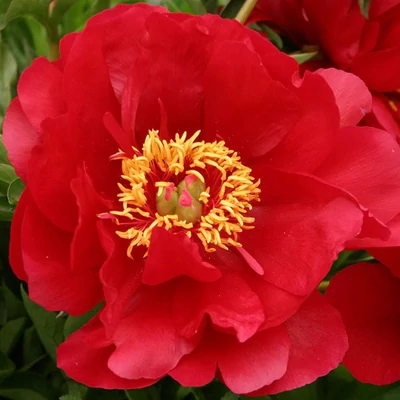 Paeonia hybrid 'Joyce Ellen' – Hibrid bazsarózsa