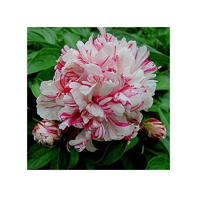 Paeonia 'Kirinmaru' – Bazsarózsa