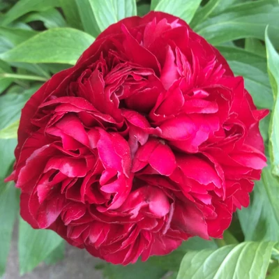 Paeonia lactiflora 'Augustin d'Hour' – Illatos bazsarózsa