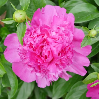 Paeonia lactiflora 'Best Man' – Illatos bazsarózsa