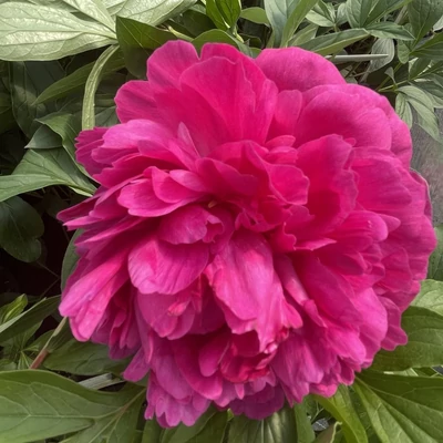 Paeonia lactiflora 'Big Ben' – Illatos bazsarózsa