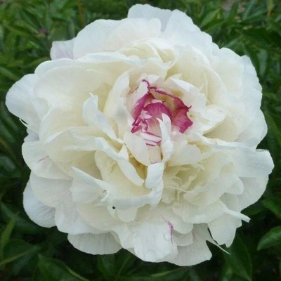 Paeonia lactiflora 'Boule de Neige' – Illatos bazsarózsa