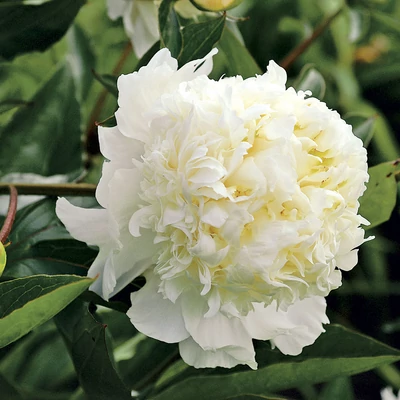 Paeonia lactiflora 'Charles White' – Illatos bazsarózsa
