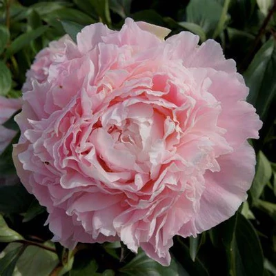 Paeonia lactiflora 'Chiffon Parfait' – Illatos bazsarózsa