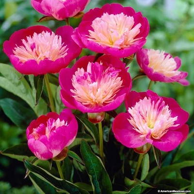 Paeonia lactiflora 'Gay Paree' – Illatos bazsarózsa