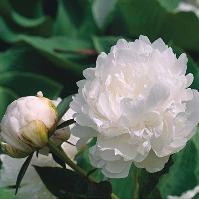 Paeonia lactiflora 'Iceberg' – Illatos bazsarózsa