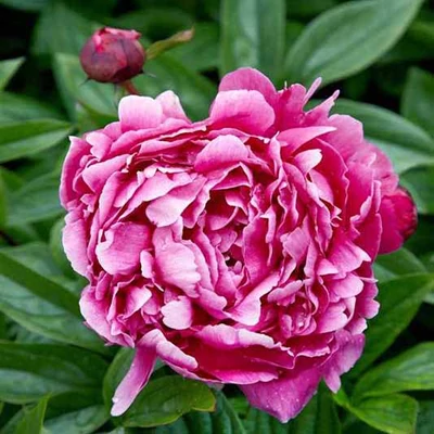 Paeonia lactiflora 'Jadwiga' – Illatos bazsarózsa