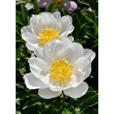 Paeonia lactiflora 'Jan van Leeuwen' – Illatos bazsarózsa