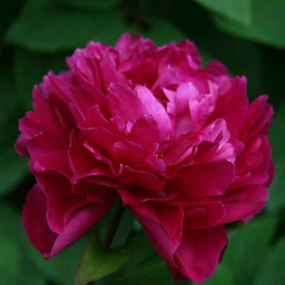 Paeonia lactiflora 'Kansas' – Illatos bazsarózsa