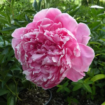 Paeonia lactiflora 'Koningin Wilhelmina' – Illatos bazsarózsa