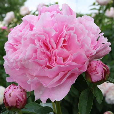 Paeonia lactiflora 'Miss Eckhart' – Illatos bazsarózsa