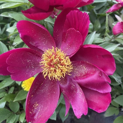 Paeonia lactiflora 'Miss Mary' – Illatos bazsarózsa