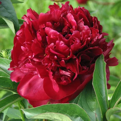 Paeonia lactiflora 'Monsieur Martin Cahuzac' – Illatos bazsarózsa
