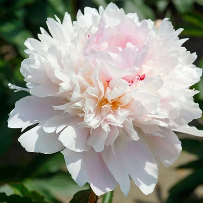 Paeonia lactiflora 'My Love' – Illatos bazsarózsa