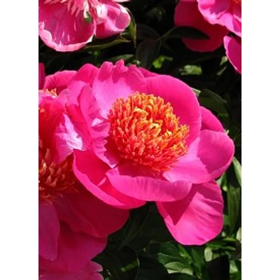 Paeonia lactiflora 'Neon' – Illatos bazsarózsa