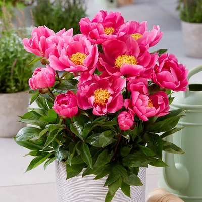 Paeonia lactiflora PATIO 'Athens' – Illatos bazsarózsa