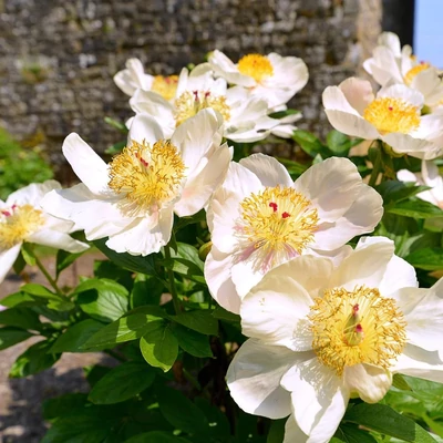 Paeonia lactiflora PATIO 'Dublin' – Illatos bazsarózsa