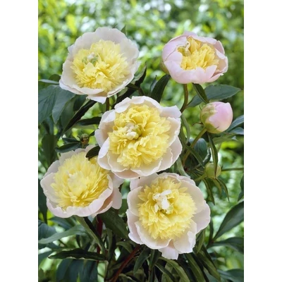 Paeonia lactiflora 'Primevére' – Illatos bazsarózsa