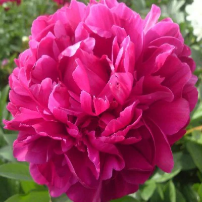 Paeonia lactiflora 'Red Sarah Bernhardt' – Illatos bazsarózsa