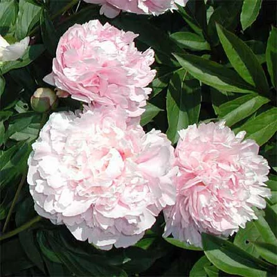 Paeonia lactiflora 'Solange' – Illatos bazsarózsa