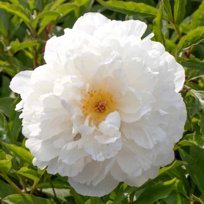 Paeonia lactiflora 'Vogue' – Illatos bazsarózsa