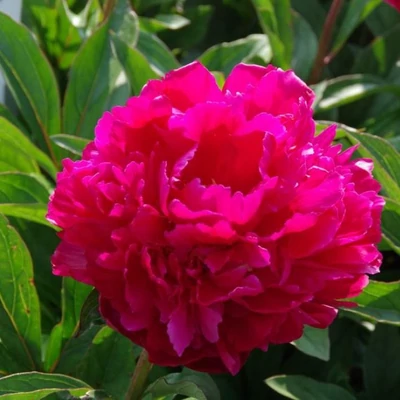 Paeonia 'Louise van Houtte' – Bazsarózsa