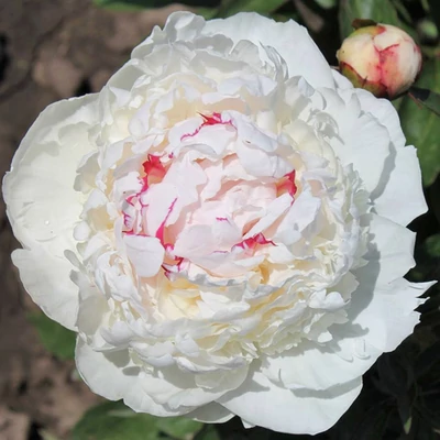 Paeonia 'Madame de Verneville' – Bazsarózsa