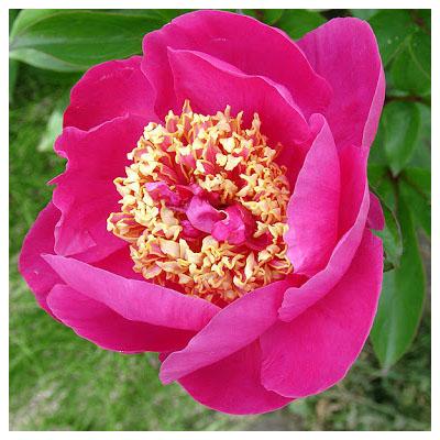 Paeonia 'Mandarin's Coat' – Bazsarózsa