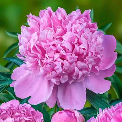 Paeonia 'Monsieur Jules Elie' – Bazsarózsa