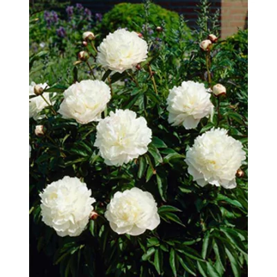 Paeonia officinalis 'Alba Plena' - Kerti bazsarózsa