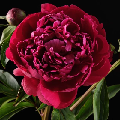Paeonia lactiflora 'Peter Brand' – Illatos bazsarózsa
